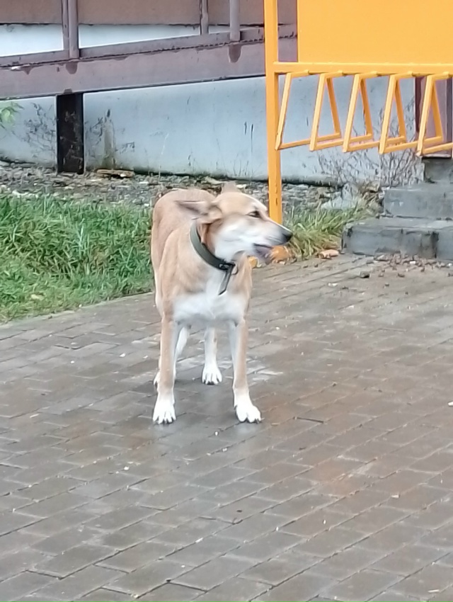 Может потеряшка? Чья? Завокзальный район, Сосновая 17/1.