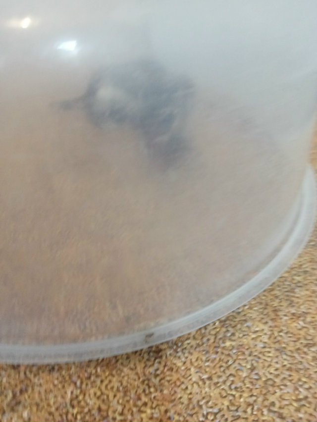 Админ срочно.! В Озон ЛК 25 забежала ласка-малыш. Срочно ?...