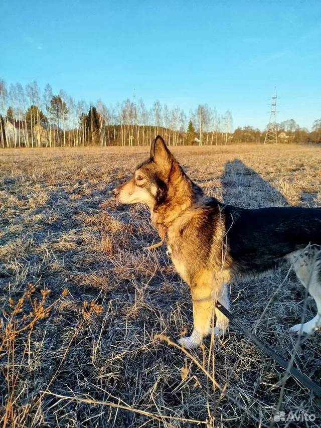 Отдам собаку бесплатно
Юна. 7 лет, хаски (агути), вес 15 ?...