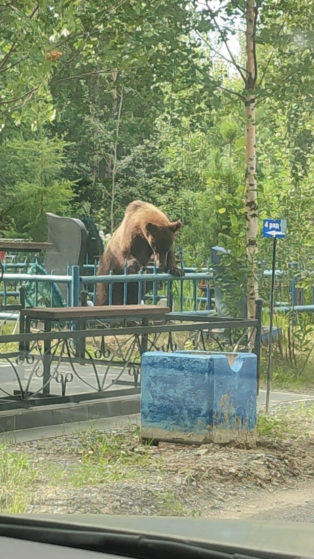 Когда сможем спокойно посещать могилки своих родных л?...