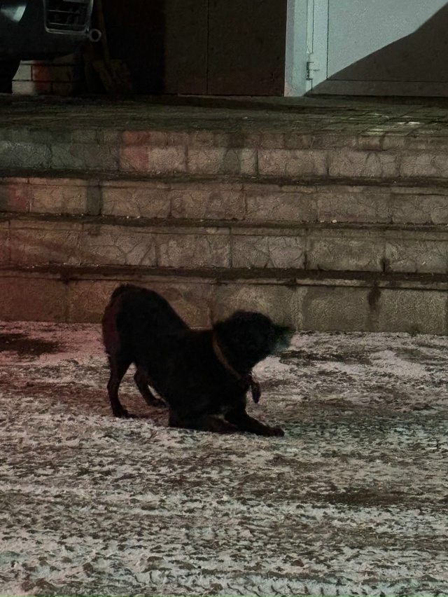 Возле больницы (Воскресенское) сидит небольшая чёрная ...