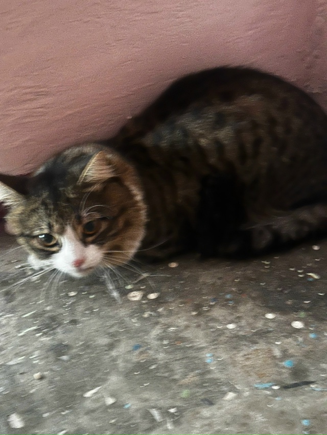 Присмотритесь, чей кот ??? Перепуган соседкой до ужаса. ...