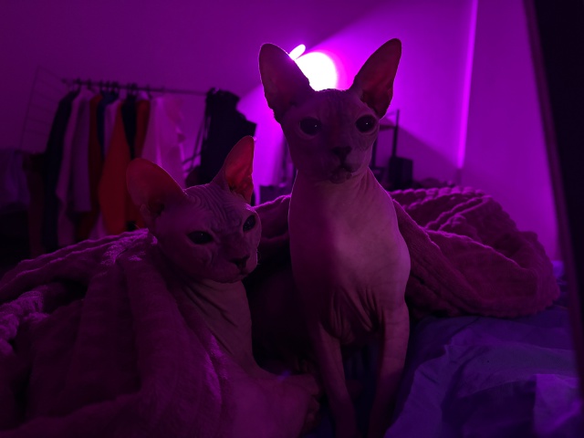 Пару месяцев назад публиковала пост о поиске дома лыси...