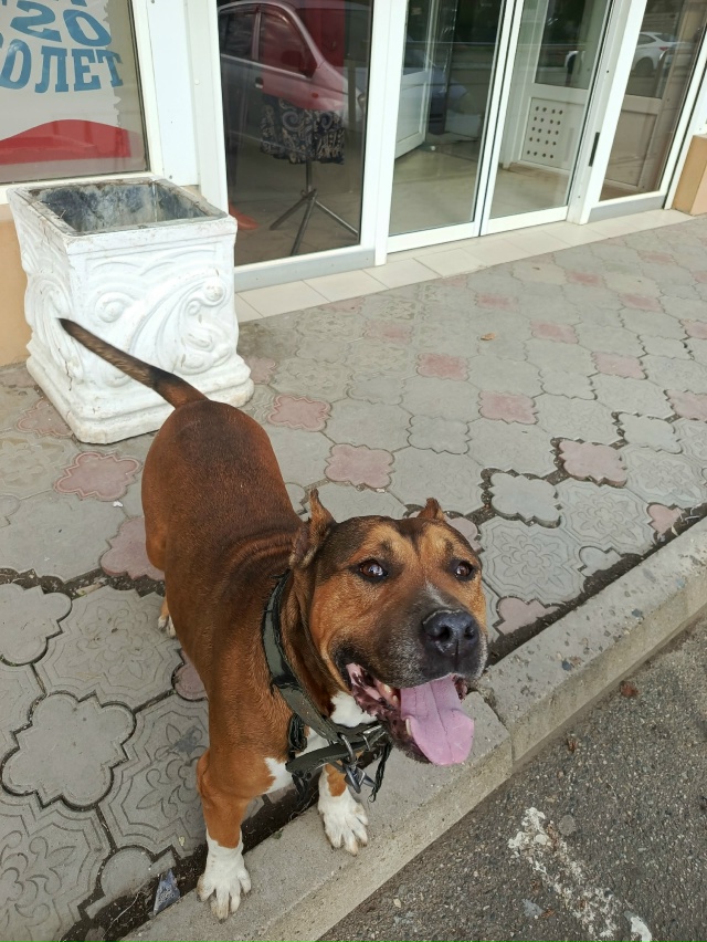 добрый день. чей пёсик гуляет на каротажке (апельсин). х...