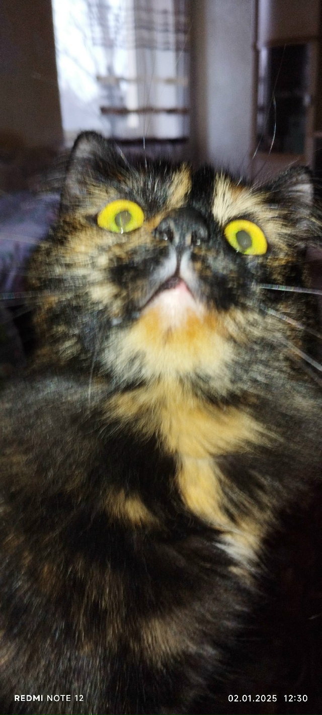 Отдам в хорошие руки домашнюю кошку в связи с тем, что н...