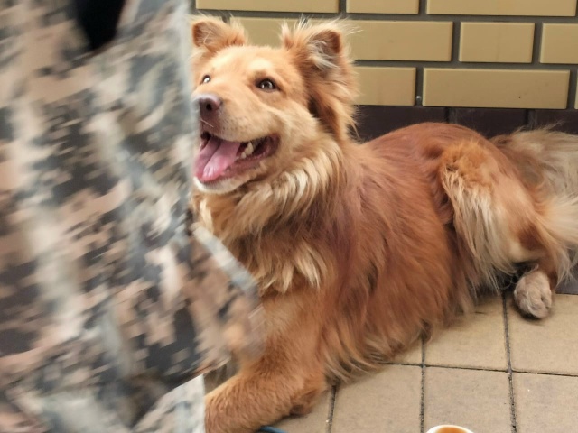 пропала собака,если найдете прошу написать или позвон?...