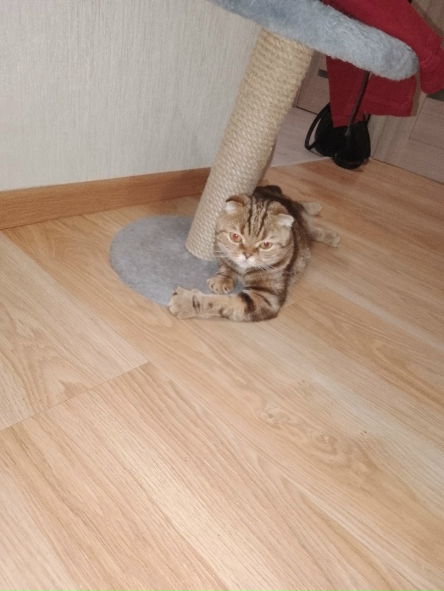 Отдам кошку в хорошие руки, Шотландская вислоухая +- 3 г?...