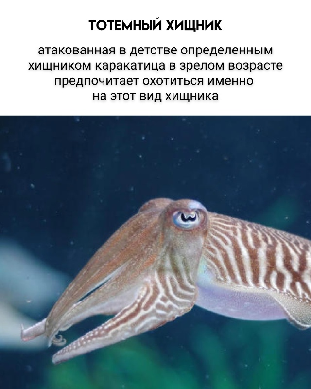 Эффективная эволюционная стратегия получается.