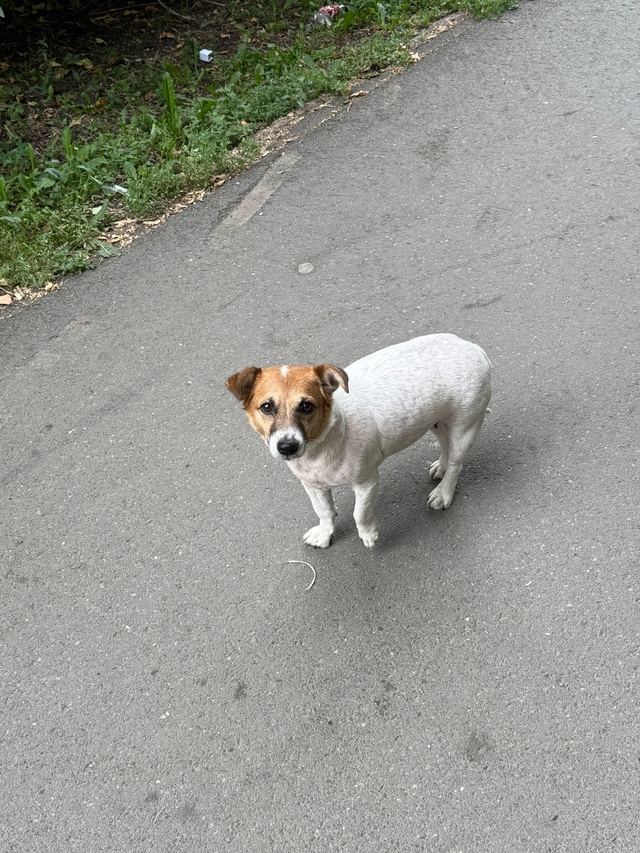 Потерялась собачка, к людям не подходит. Возможно выки?...