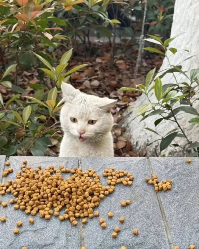 Девушка подкармливает уличного кота - и всякий раз он искренне удивляется