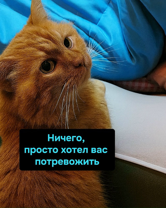 Кошачья миссия выполнена: хозяин разбудился, сон испор...