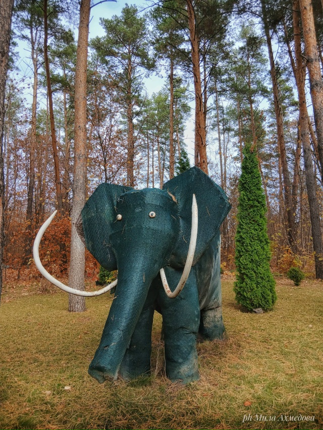 Тольяттинский лес, полон неожиданностей.🌲🐘🍁