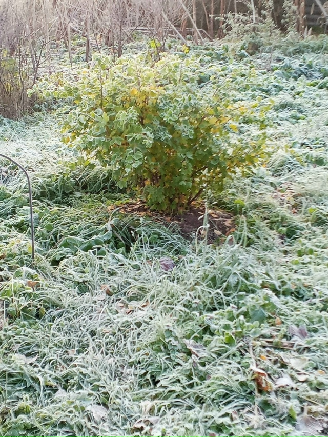 Первые заморозки-крaсиво 🌿🍁Листья В серебряной крaс?...