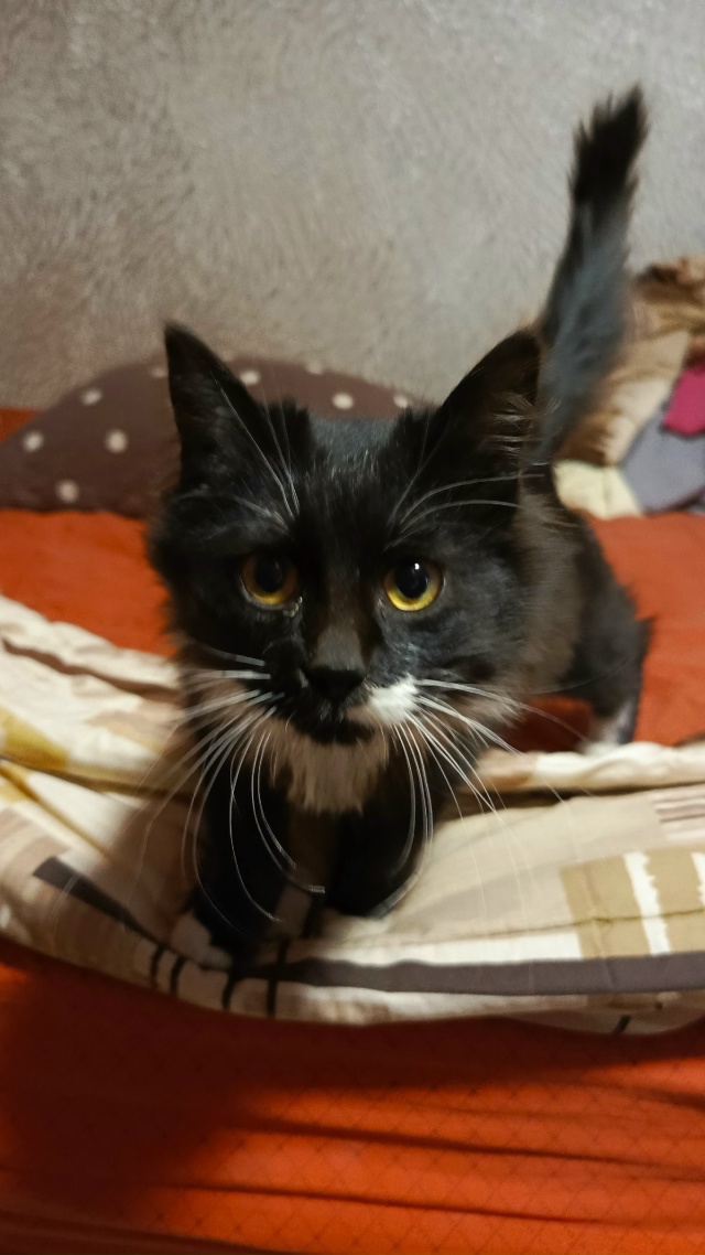 Здраствуйте. Может кто-то потерял мурлыку? Увязался за ...