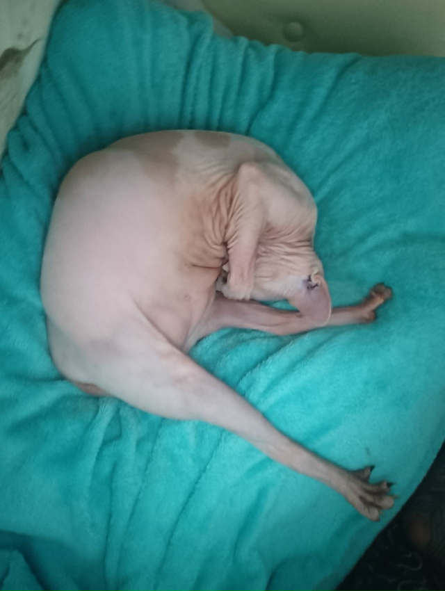 Всратые дети: Хром и Лапочка. Если Хром свой интеллект ?...