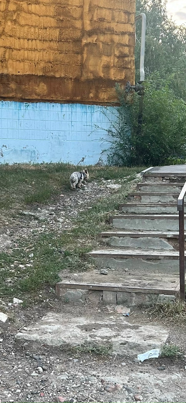 В районе стадиона на Ярославской какой день бегает Йо?...