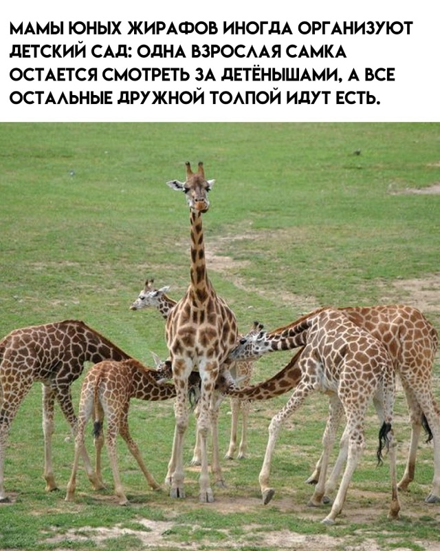 7 любопытных фактов про жирафов.