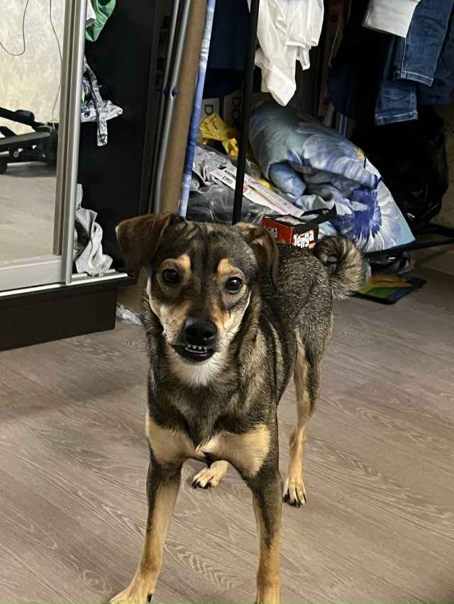 Пропала собачка если кто нашел верните пожалуйста😭😭...