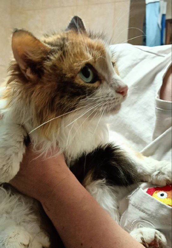 Москва! Кошечка ищет дом! Подбросили кошку трехцветную. Явно домашняя, но очень испуганная. Позволил