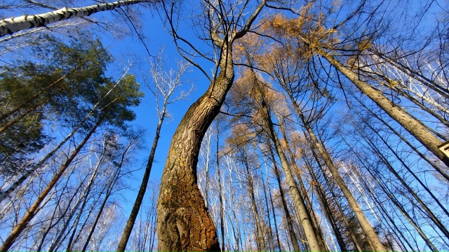 11.11.25г.
побольше бы таких дней, ясных, ярких и красивых!!!...