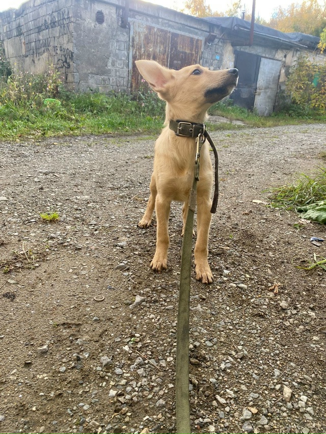 Прекрасный щенок Лея очень ждëт ответственных хозяев....