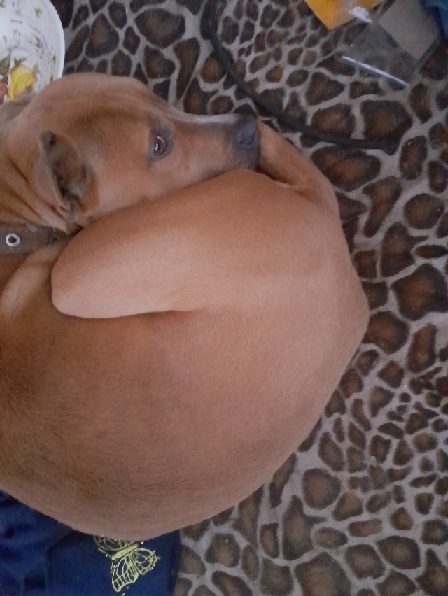 Админ пропусти🙏Прибилась вчера собака,чья? Забирите ?...