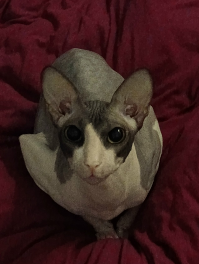 У меня дома живёт яйцо.
Как бы вы назвали его? Мне кажет...