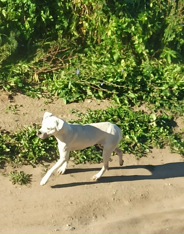 Очень очень надеюсь что это потеряшка.
Бегает нескольк...