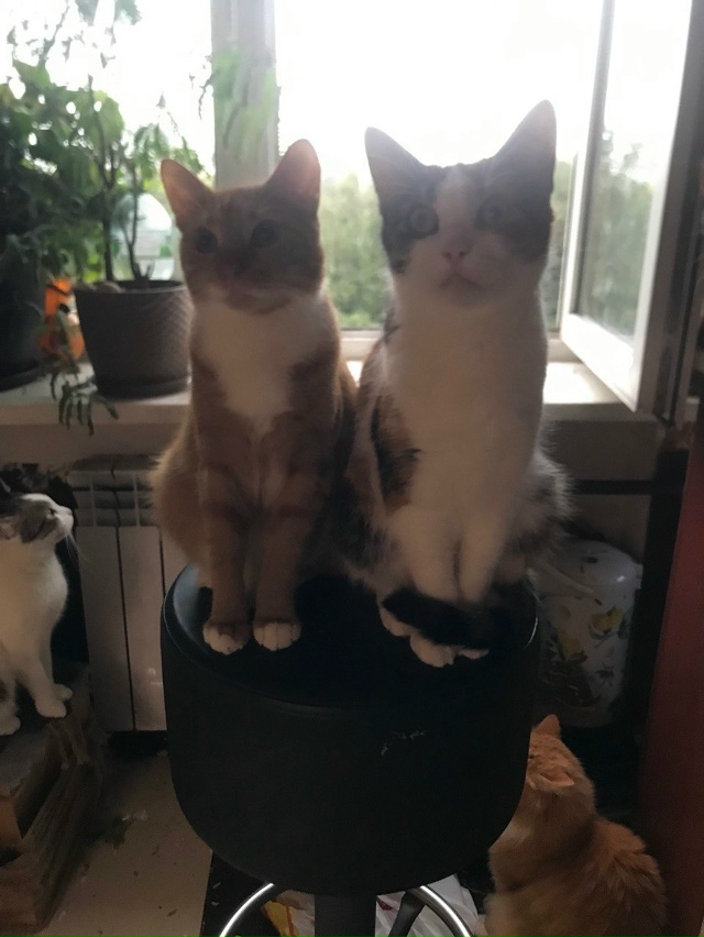 Бубик /Мутя … первый план))