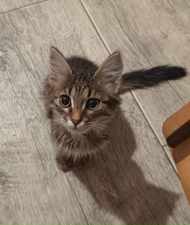 отдадим в добрые руки котят 🩷
ищем для них заботливых ...