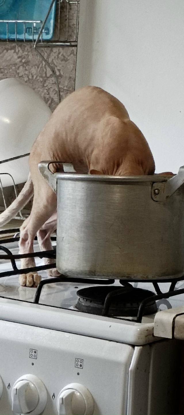 Толик голодным не останется