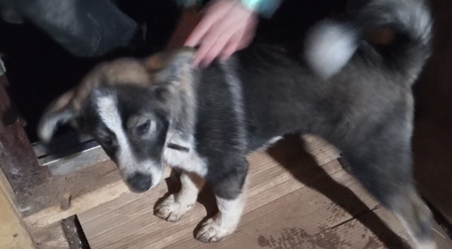 Кто потерял? Щенок бегает Полевая -Мичурина