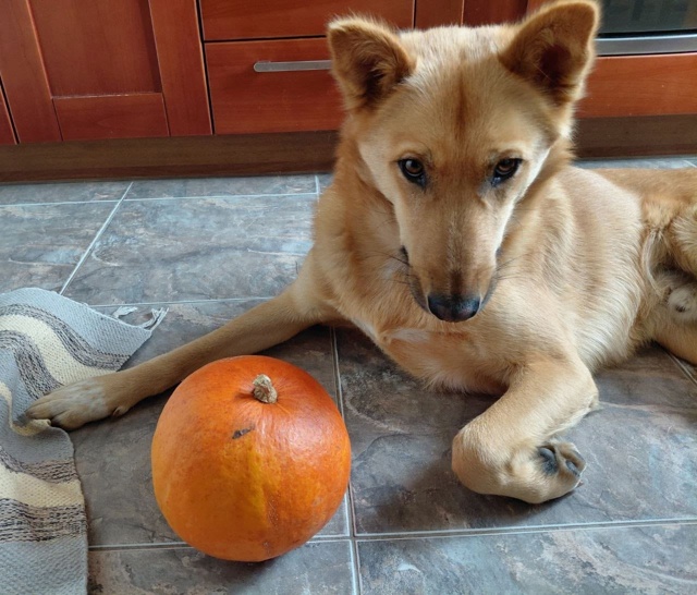 Знакомьтесь — Альф, солнечный пёс с большим сердцем в ?...