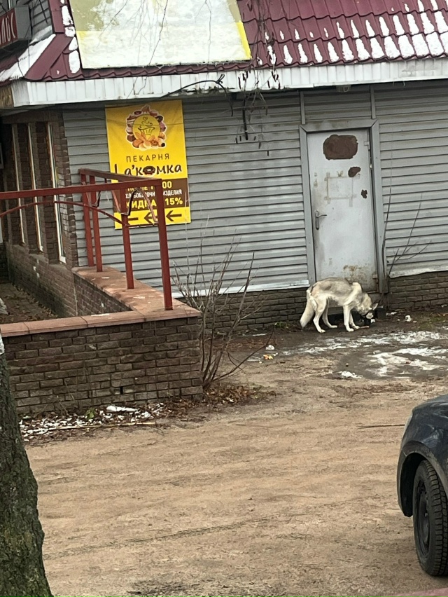 ❗️🆘Помогите снять намордник🆘❗️
В районе 12 школы б?...