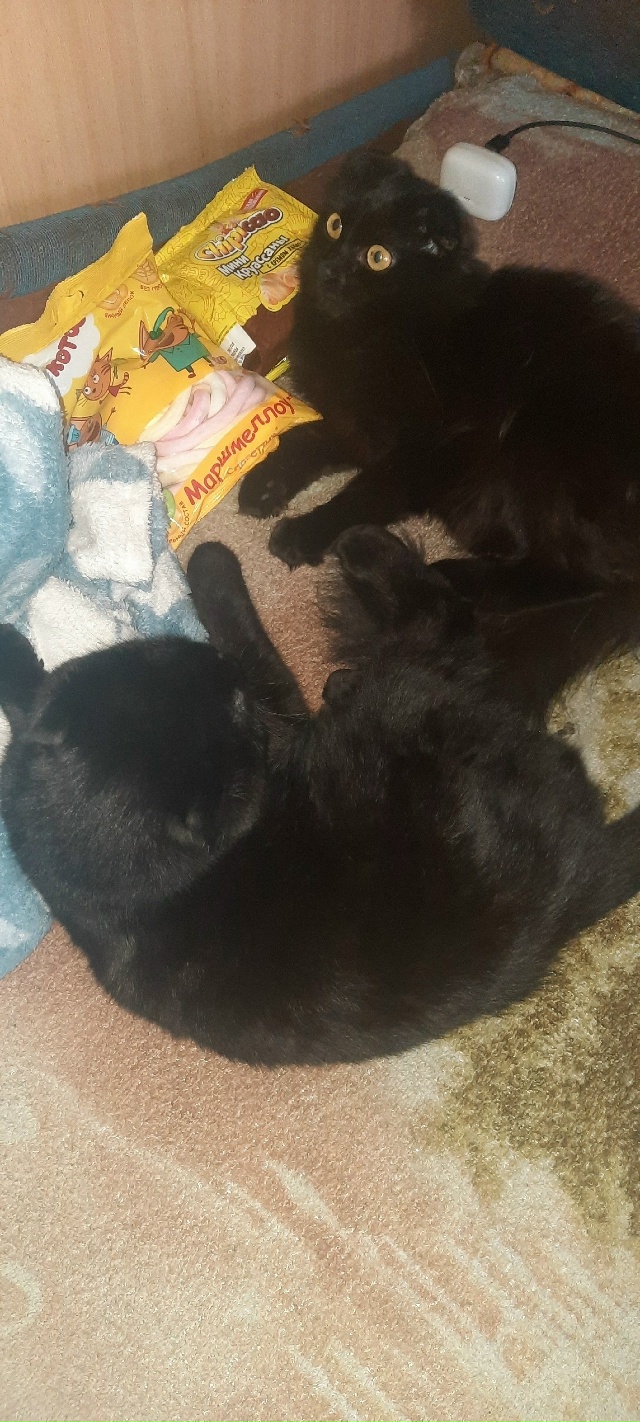 Здравствуйте, все еще не теряем надежду найти нашу вис?...