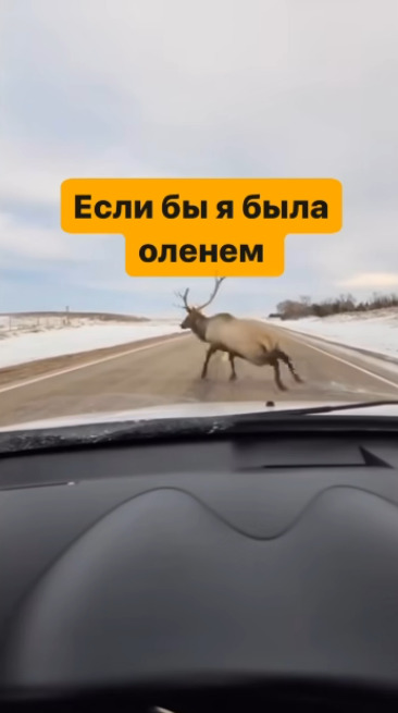Самый боевой заяц на районе. Не на того быканул)