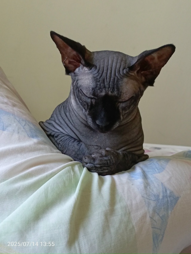 Моя всратая красотуля!