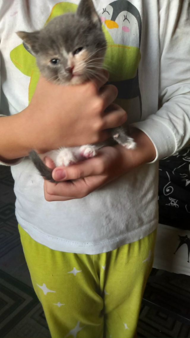 Отдам котят 89530016329