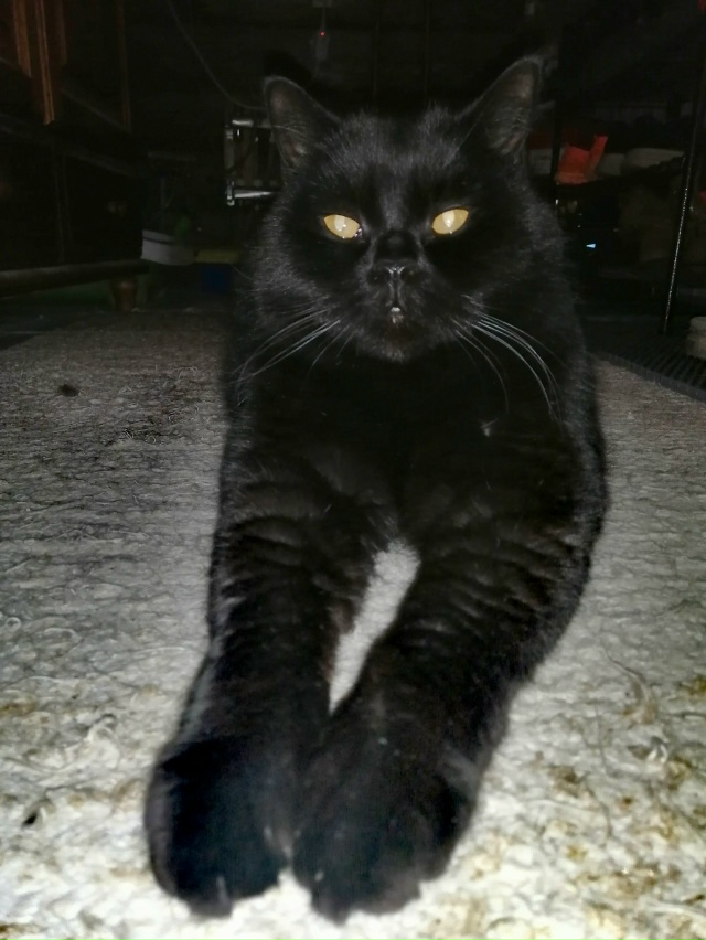 Мои брутальные ребята... Мои хозяева в доме... Мои хвоста...