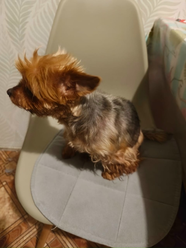 Всем добрый вечер, кто потерял собаку???
Пишите в коммен...