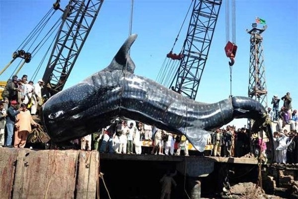 Самая большая китовая акула была поймана пакистанским...
