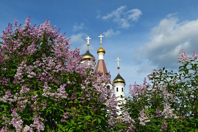 Цветёт сирень у храма в Мончегорске Мурманской област?...