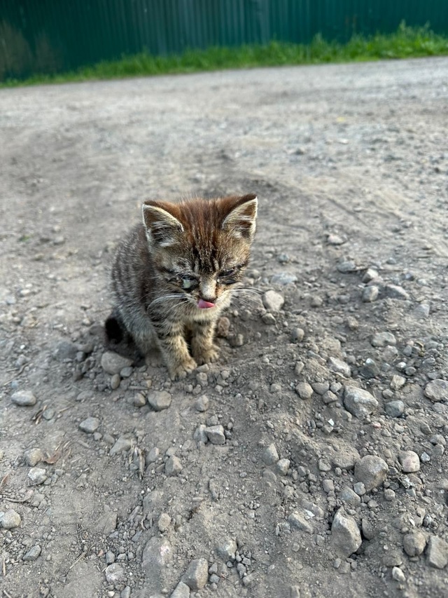 У мусорного контейнера в садоводстве выброшены 2 котен...