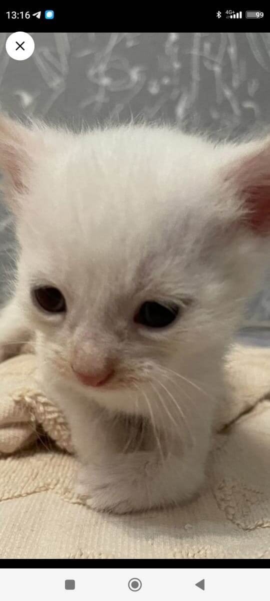 Кот Семён❤️
