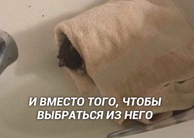 Иногда настроение: этот кот 😆