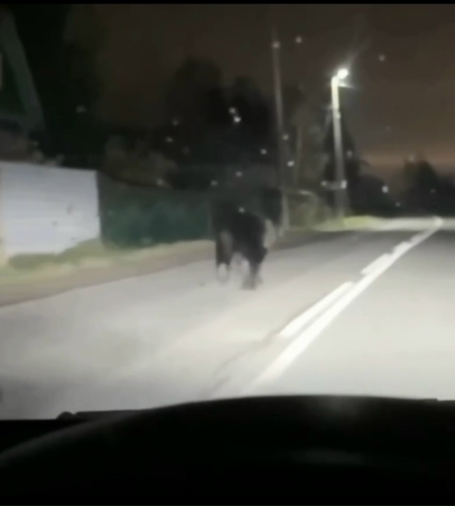 ⚡️Медведя заметили теперь уже в Архангельске.
видео з...