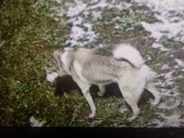 🆘 Чья лайка?
Собака находится у Очерского ЛПУ МГ (окол...