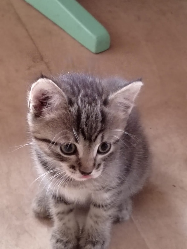 Отдам котёнка ( девочка), кушает все, ходит в лоток, от м?...