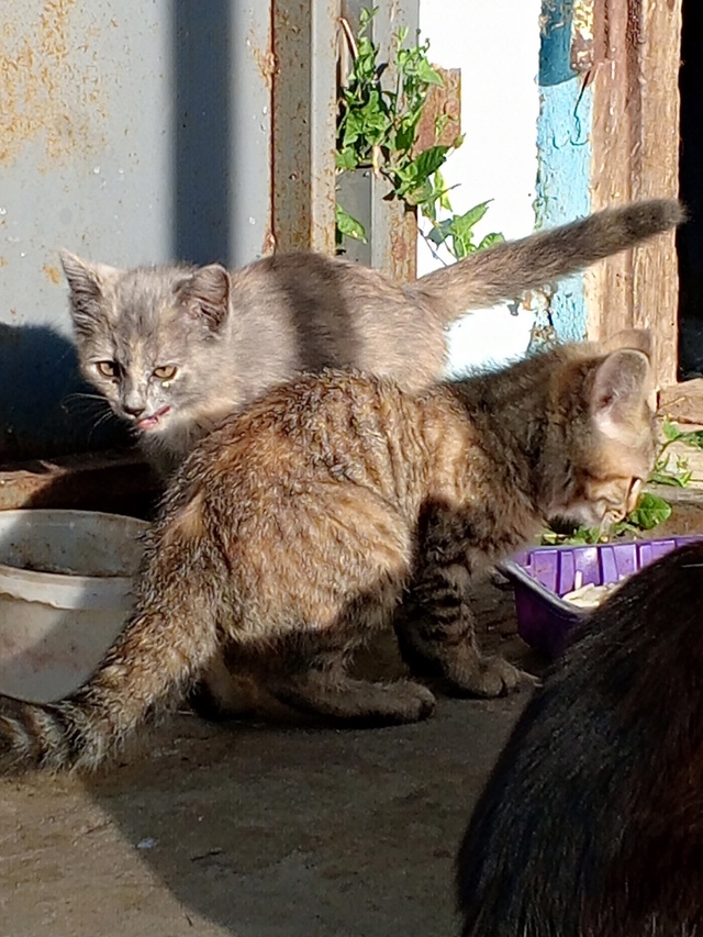 Помогите пристроить котят! 😺 Живут на улице, очень кра...