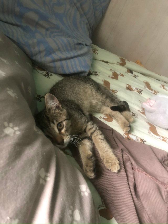 Потерялся кот!!
Мальчик кличка кокос
Пропал на улице пе...